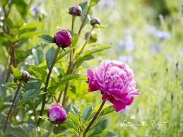 Weitere ideen zu pfingsten, frohe pfingsten, pfingstgrüße. Blumenbilder Rote Pfingstrosen Auf Leinwand Kunstdruck Fineart Acryglas