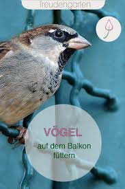 Vogel Auf Dem Balkon Futtern In 2020 Vogel Im Garten Balkon Winterharte Stauden
