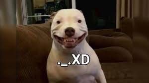 Then we try to breed the rake & smile d. Maddy The Pitbull Perro Xd Know Your Meme