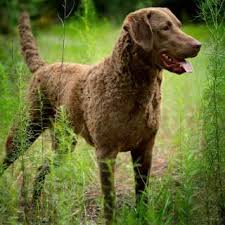 Coppercast kennel has been established for chesapeake bay retrievers by mitchel & diane horowitz. Chesapeake Bay Retriever Dog Breed Everything About Chesapeake Bay Retriever
