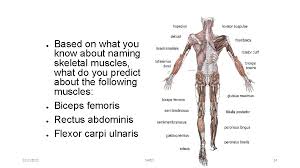 This is a list of muscles tested on in the muscular system portion of anatomy and physiology. Muscle Contractions Fatigue Names 3112021 Sap 2 B