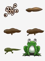 Menggambar dapat melatih koordinasi visual dan tangan nya. Gambar Telur Katak Kartun Cikimm Com