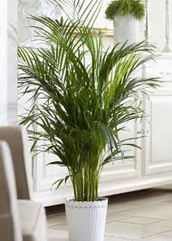 Wir freuen uns schon auf das fest. Palmen Grundlagen Der Palmenpflege