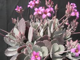 Kalanchoe Pumila Google Search Kalanchoe Flowers Plants Anthurium Flower