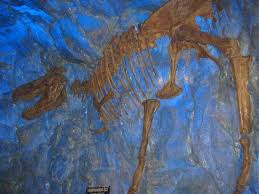 This guide shows all dinosaur bones in rdr2.dino bones are a type of collectible and are needed. Dinosaur Bones Picture Of T Rex Cafe Orlando Tripadvisor