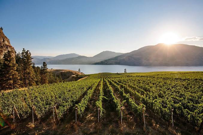 Enrico Winery - Wines of British Columbia
