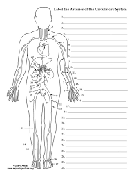 Describe the purpose of the hepatic portal circulation. Label The Blood Vessel Human Bio Histology Of Blood Vessels Ryanandmeganbaker