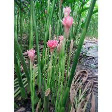 Saya telah siap menanam pisang dan pokok bunga kantan. Pokok Bunga Kantan Rizom Beli 6 Free 1 Shopee Malaysia