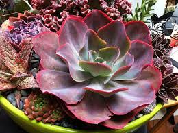 Second sunday, 1 to 4 p.m. 130 Succulents With Id Ideas Succulents Planting Succulents Cacti And Succulents