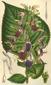 Image result for Brillantaisia cicatricosa
