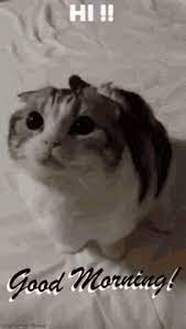 Good Morning Cat Gifs Tenor