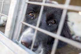 20, 2020 at 11:07 pm edt | updated: 7 Things You Need To Know Before Adopting A Puppy Mill Rescue Dog
