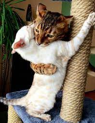 Tiny Kittens Found Holding Each Other Refused To Let Go Cute Cats Beautiful Cats Cats