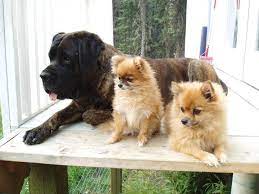 If you leave a message, please speak clearly. Homeward Bound Pet Rescue Referral Inc Home Facebook