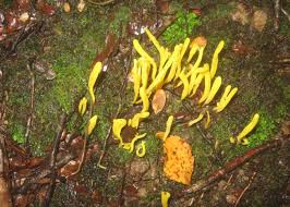 And here is a closeup of the same: Yellow Fungus New Zealand Tramper