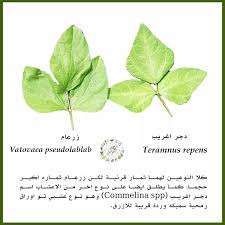 Image result for Teramnus repens