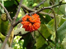 Image result for Broussonetia