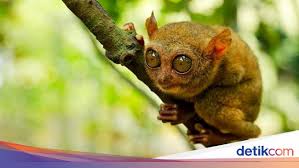 Contoh hewan mamalia khas indonesia bagian tengah adalahâ€¦. D Ivkihxuvho0m