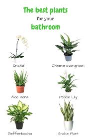 The Best Plants For Your Bathroom Plants Plant Decor House Plants Decor