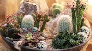 This cactus garden, the largest in all of europe, was transformed from a former industrial wasteland into a biotechnology nursey by a local. How To Make A Mini High Desert Cactus Garden Youtube