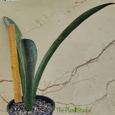 Image result for Sansevieria sinus-simiorum