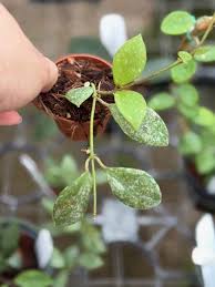 Image result for Hyparrhenia collina