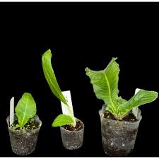 Image result for Streptocarpus buchananii