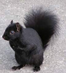 A Black Squirrel We Have One In Our Neighborhood The Iroquois Shared The Legend Of The Black Squirrel Causing Sol Squirrel Pictures Black Squirrel Squirrel