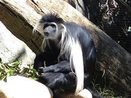 Image result for Sphedamnocarpus angolensis