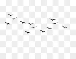 Burung terbang png vector clipart psd birds in sky png. Siluet Burung Unduh Gratis Burung Halloween Siluet Menangis Halloween Penyihir Siluet Burung Gambar Png