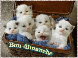 RÃ©sultat de recherche d'images pour "bon dimanche animÃ©"