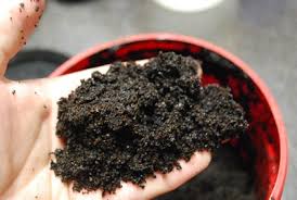 Coffee grounds as a garden amendment this one is true. Are Coffee Grounds Good For Plants Enkivillage