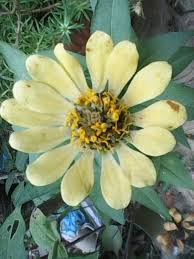 Bunga matahari (helianthus annuus l.) merupakan salah satu jenis bunga yang banyak diketahui oleh banyak orang. 26 Bunga Matahari Tumbuh Dimana Galeri Bunga Hd