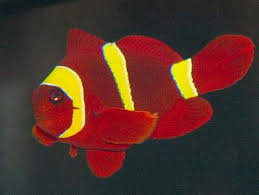 Maroon Clownfish Premnas Biaculeatus Spinecheek Anemonefish