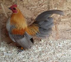 Old English Game Bantams For Sale
