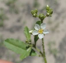 Image result for Limeum viscosum