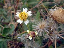 Image result for Tridax