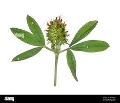 Image result for Trifolium spumosum