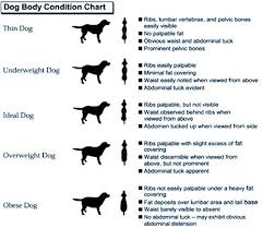 Is Your Dog Obese Dog Weight Cat Facts Text Rottweiler