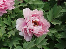 Same as sheet bend above but takes an extra coil around the standing loop for better security (especially with plastic rope) bowline: Difference Between Peonies And Ranunculus Compare The Difference Between Similar Terms
