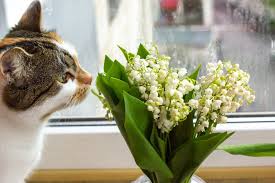 We did not find results for: Are Lilies Poisonous To Cats Daily Paws