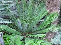 Image result for Encephalartos lebomboensis