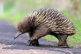 Pin By Jac On Platypus Echidna Aussie Strangers Echidna Cute Animal Memes Cute Animal Quotes