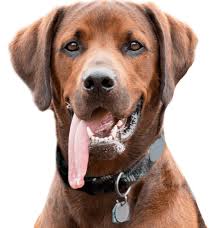 Check spelling or type a new query. Redbone Coonhound Puppies For Sale Adoptapet Com