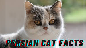 Persian cat food is available to buy as a specific type of food. Persian Cat Price In India Facts Breed Information And Characteristics