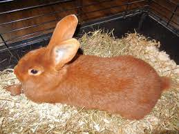 New zealand red rabbits is a rabbit breed, which despite the name, is american in origin. Beautiful Soft Red New Zealander Rabbit Named Yuna 3 Animals Beautiful New Zealand Rabbits Rabbit Names