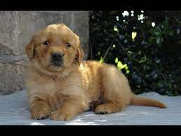 2 days ago in los angeles, ca. Golden Retriever Puppies For Sale California Craigslist 07 2021