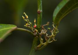 Image result for Scepocarpus