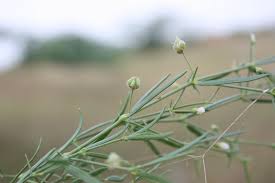 Image result for Fagonia isotricha