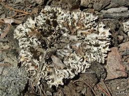 Image result for Landolphia rufescens
